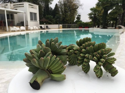 piscina con banane